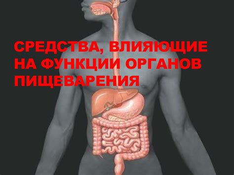 Благотворное воздействие небольшой порции алкогольного напитка на работу органов пищеварения