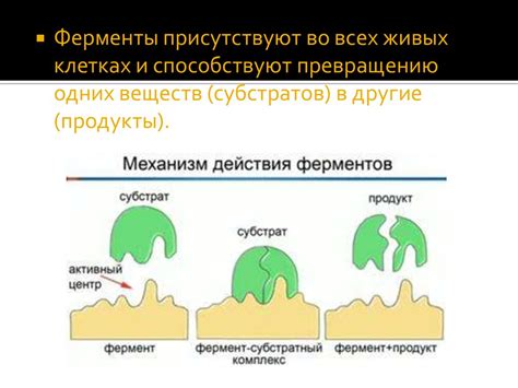 Богатый набор живых ферментов