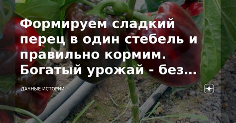 Богатый урожай без усилий