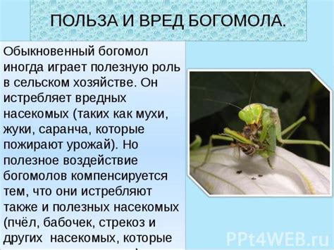 Богомол: полезность в садоводстве и биологии