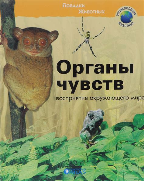 Более яркое восприятие окружающего мира