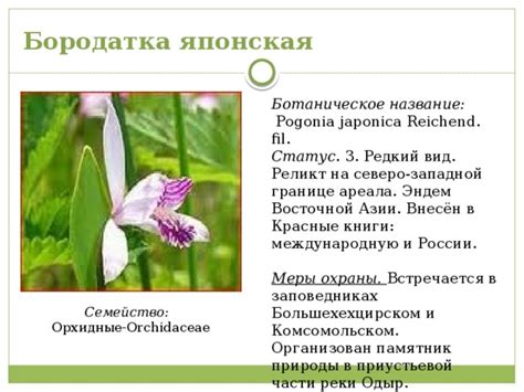 Ботаническое название и происхождение