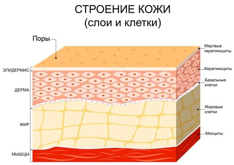 Бритые участки кожи