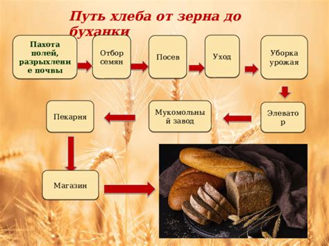 Будущее хлеба: от инноваций в производстве до устойчивости к изменениям климата