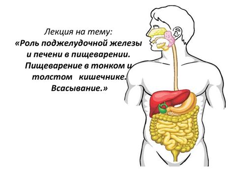 Важность бактерий в пищеварении