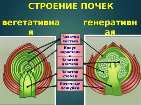 Важность вегетативной почки для растения