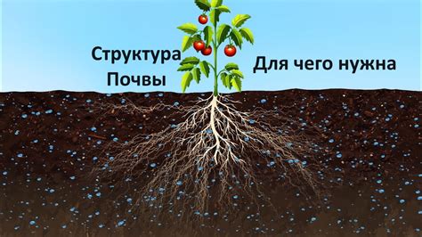Важность выбора почвы и грунта