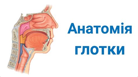 Важность глотки для общения и навигации