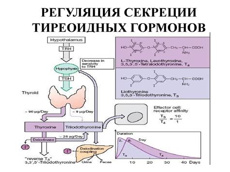 Важность гормонов в процессе развития и терапии гиподофии