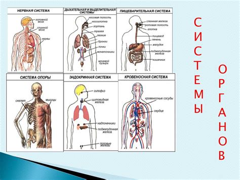 Важность и функциональность седьмого фактора для сгустковой системы организма
