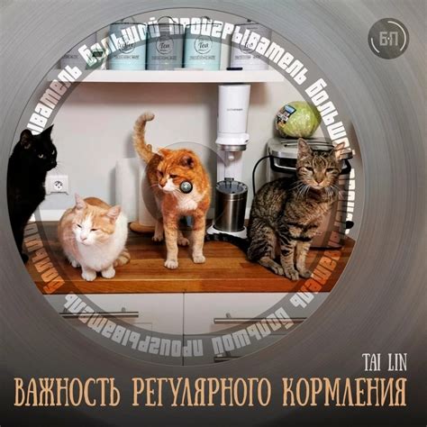 Важность кормления зимой