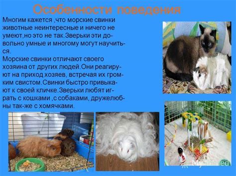 Важность обеспечения здорового развития и поведения у свинок с применением метода ранней кастрации