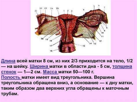 Важность обнаружения лимфатических узлов на женских половых органах