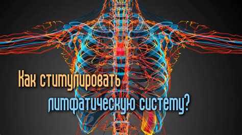 Важность очистки мозга через лимфатическую систему