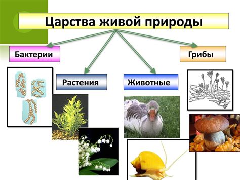 Важность понимания живых организмов