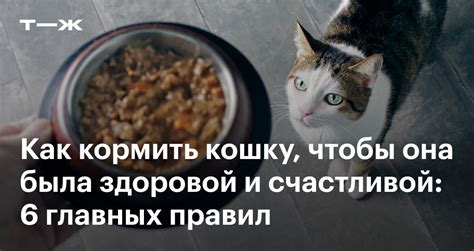 Важность правильного питания кошек