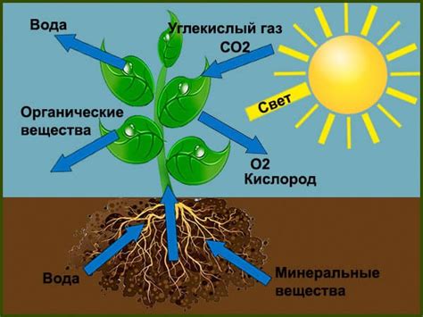 Важность света и полива для здоровья растения