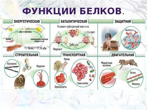 Важность структурных функций белков для жизнедеятельности организма