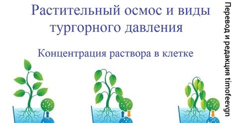 Важность тургорного давления