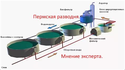 Важные аспекты безопасности и этичности в создании рыбной фермы