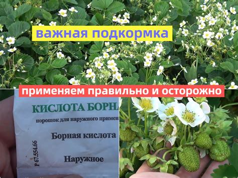 Важные аспекты ухода за домашним лапшичкой в клеточке