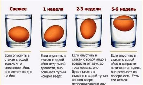 Важные правила при проверке качества яиц в воде