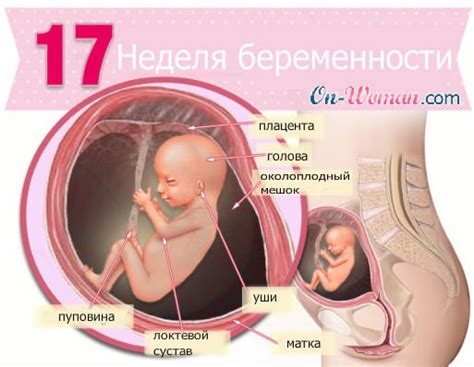 Важные факты и советы для будущих мам на 17-й неделе беременности