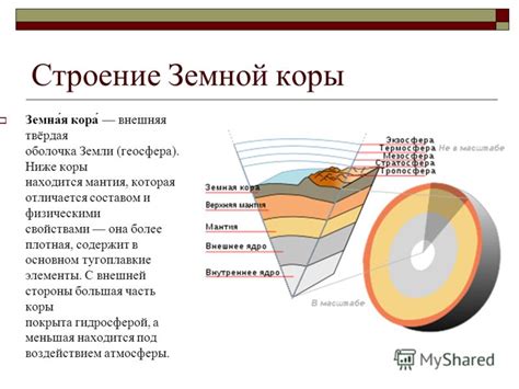 Важные элементы коры