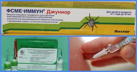 Вакцинация от клещей: особенности и противопоказания