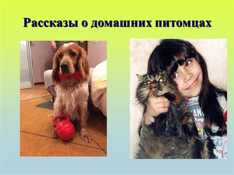 Вероучение о домашних питомцах