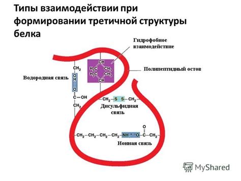 Взаимодействие аминокислот при формировании структуры