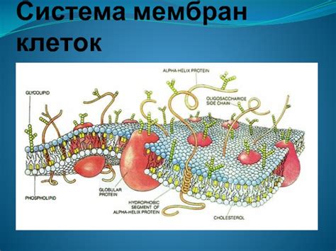 Взаимодействие клеточных компонентов через мембрану