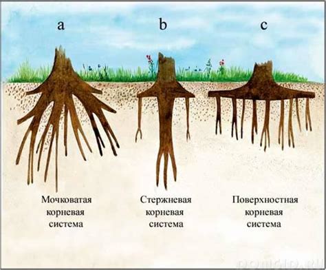 Взаимодействие корневой системы и почвы