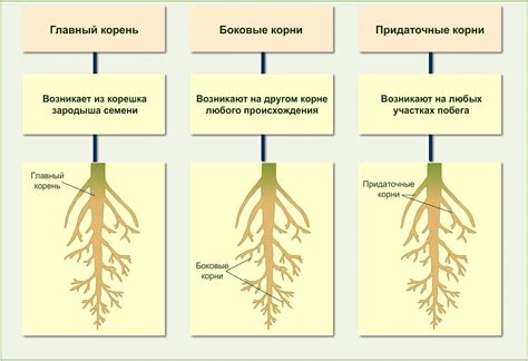Взаимодействие корневых систем различных растений