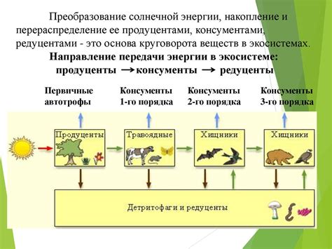 Взаимодействие продуцентов и редуцентов