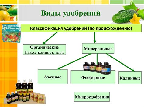 Взаимодействие соседних культур: влияние на рост и развитие клубники и вишни