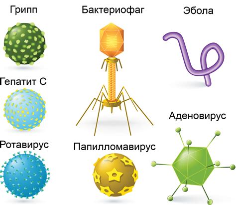 Взаимосвязь грибов и вирусов