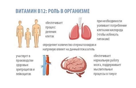 Взаимосвязь между гомоцистеином и витамином В12