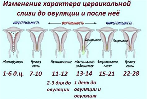 Взаимосвязь между овуляцией и тягостью в боку