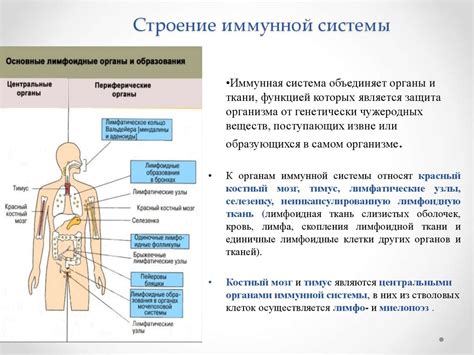 Взаимосвязь между температурой организма и функционированием иммунной системы