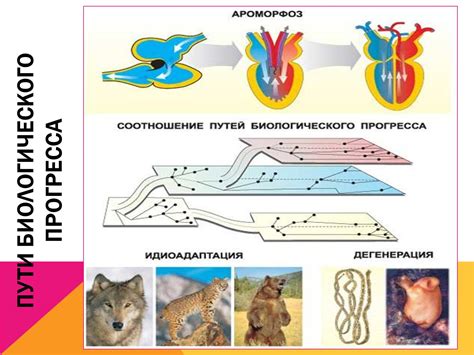 Взаимосвязь наследственной массы и генов