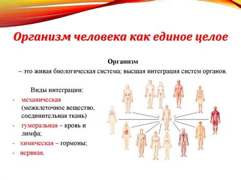 Взаимосвязь органов