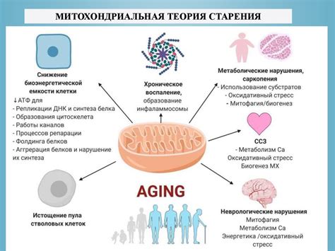 Взаимосвязь скорости старения и приближения финала жизни