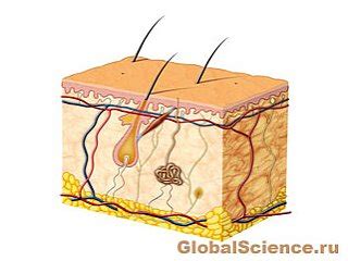 Взаимосвязь с волосяными фолликулами