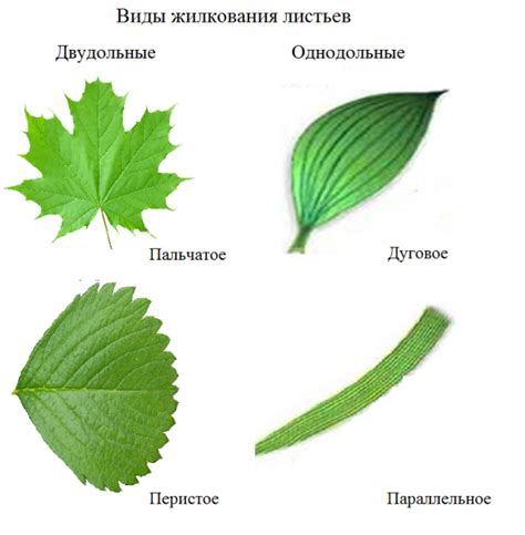 Виды листьев