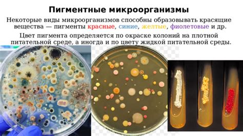 Виды микроорганизмов и их воздействие на качество выпечки при разведении в молоке