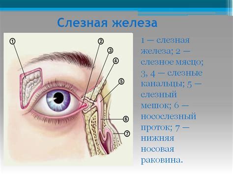 Вирусная инфекция: через слезные каналы - причины и последствия