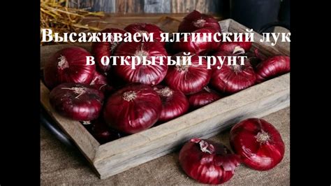 Вкусовые качества ялтинского лука