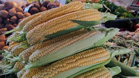 Влияет ли укус на срок сохранности свежей кукурузы