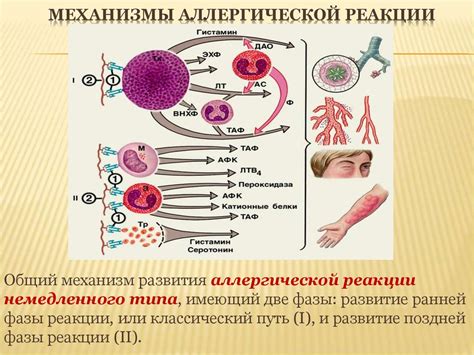 Влияние аллергенов на организм